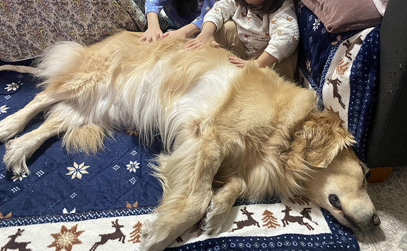 ゴールデンレトリーバーと家族