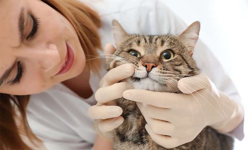 猫のてんかんの治療法や費用