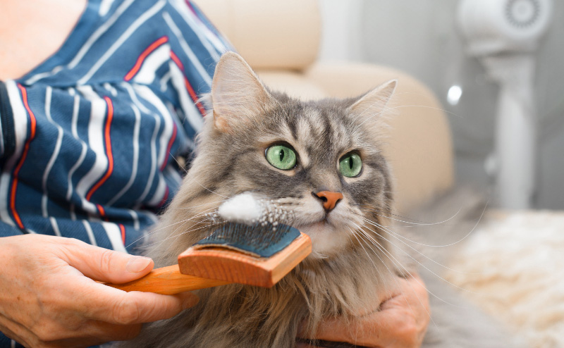 サイベリアンを飼うのは大変？