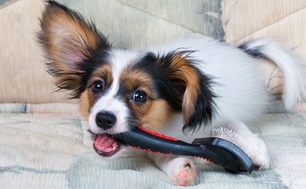 ペット用ピンブラシを噛む子犬