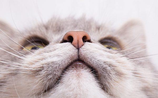上を向いている猫の鼻