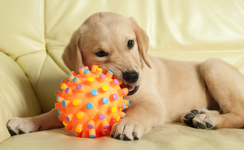 おもちゃのボールを噛むゴールデンレトリーバーの子犬