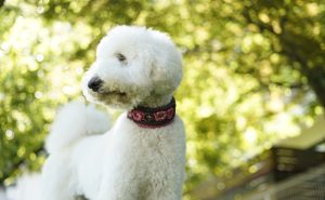 スタンダードプードル