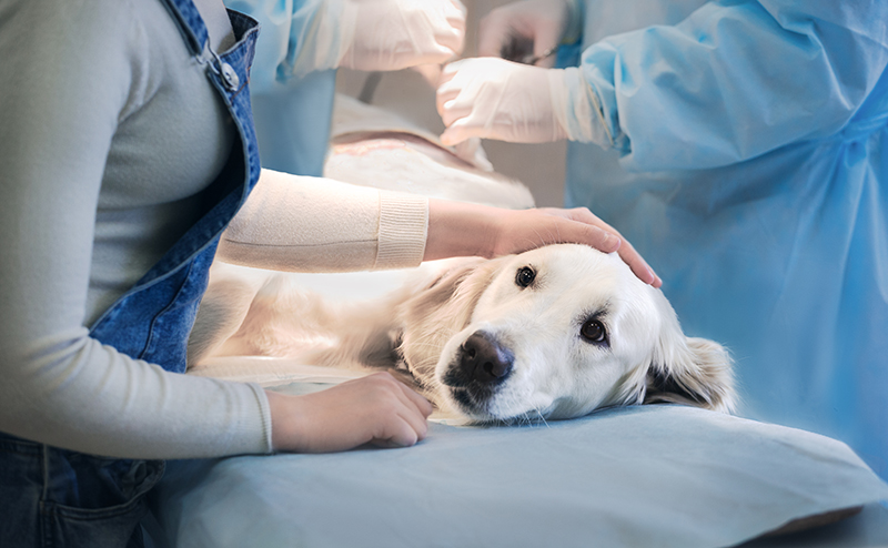 犬の血尿の診療内容とかかる治療費