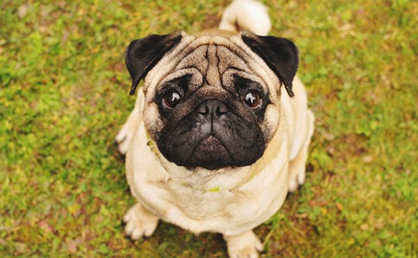 パグの性格や飼い方