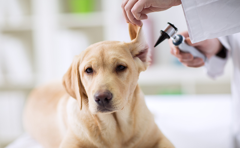 犬の外耳炎の検査法