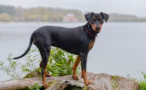 ジャーマンピンシャー