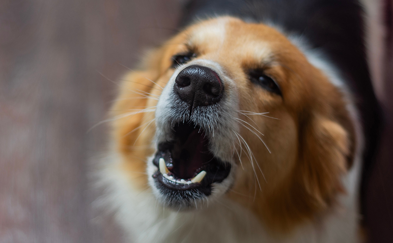 吠える犬