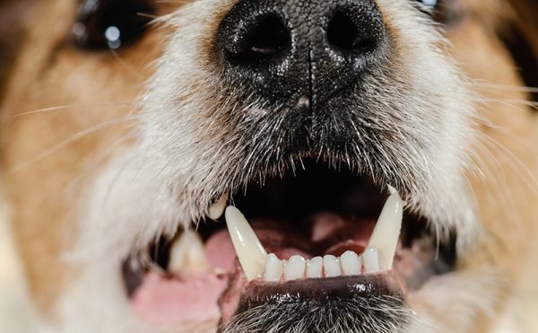 犬の歯周病（歯槽膿漏）とは？