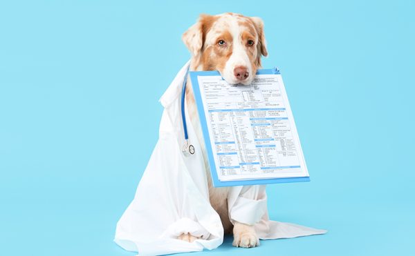 ペット保険の書類を加える犬