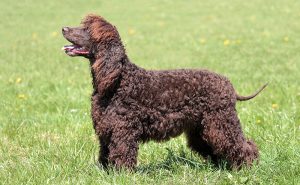 アイリッシュウォータースパニエル