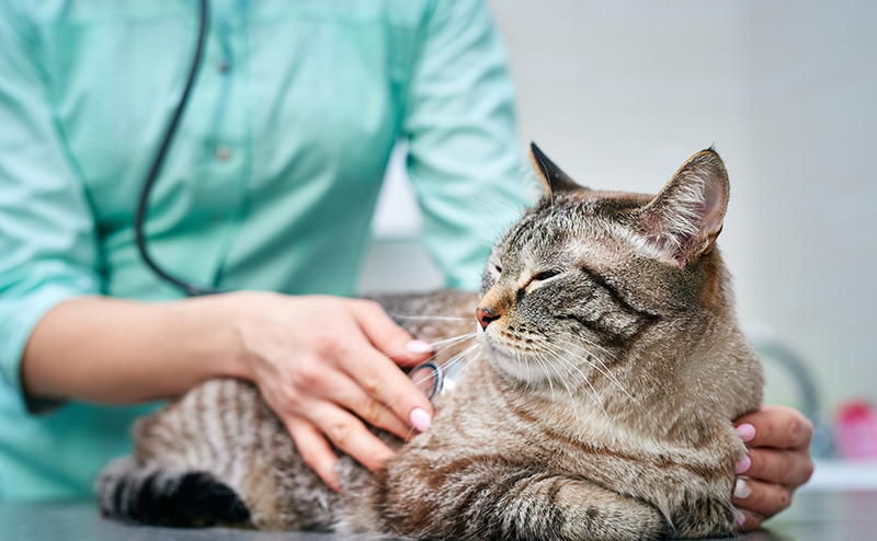 動物病院で治療を受ける猫