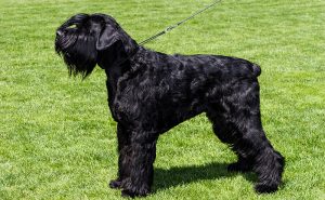 ジャイアントシュナウザー