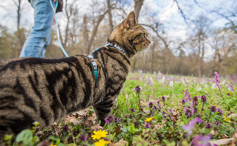 公園を散歩する飼い主と猫