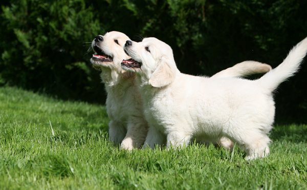 犬が無駄吠えする原因は？