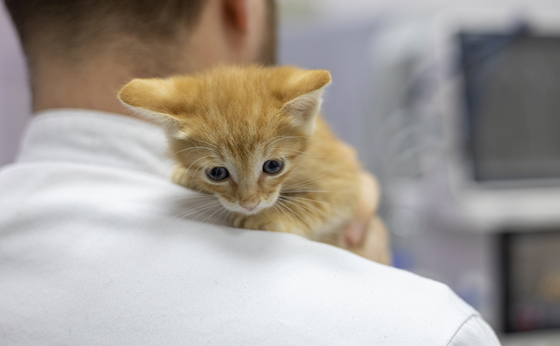飼い主に抱えられて診察を受ける猫