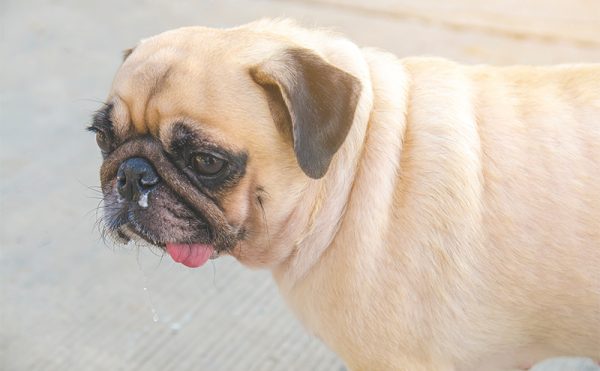 犬の花粉症の症状や対策