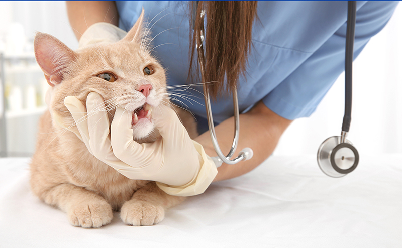 猫のかかりやすい病気