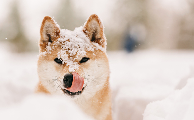 頭の上に雪が積もった柴犬
