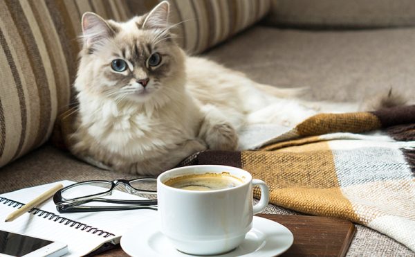 猫がコーヒーを舐めたらどうなる