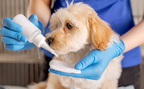 獣医師に皮膚病の薬を塗布される犬