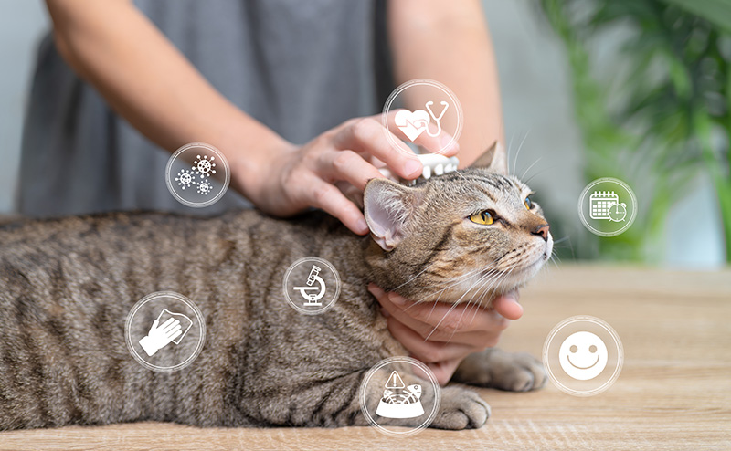 猫のまわりに浮かぶ健康や病気をあらわすアイコン