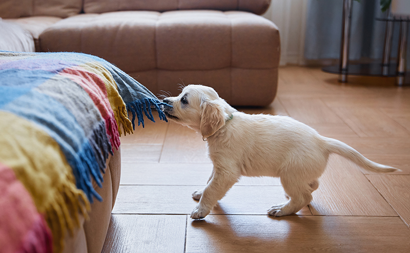 ソファカバーにイタズラをする子犬