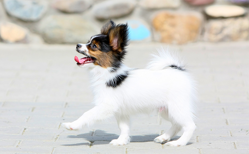 パピヨンの飼い方