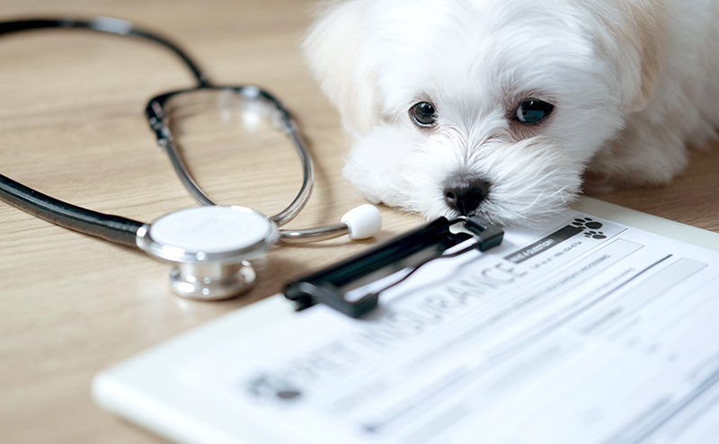 ペット保険の書類を前にした白い犬