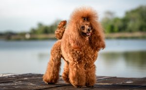 ミディアムプードル