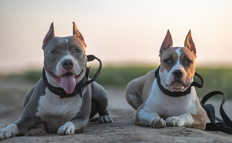 2頭のピットブル