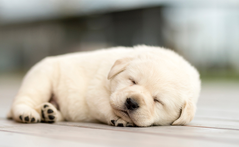 すやすや眠る子犬