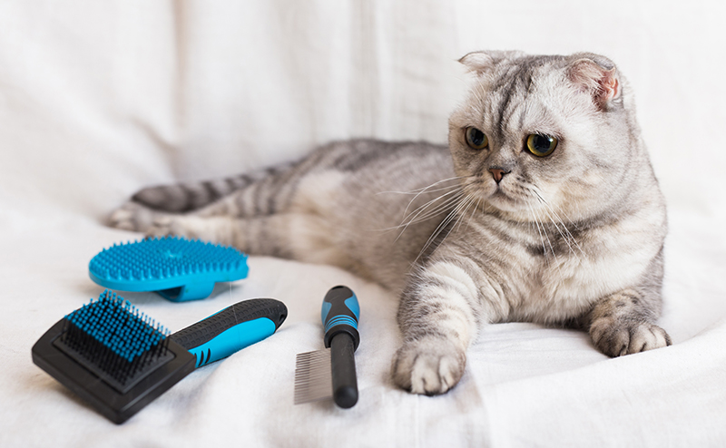 リラックスする猫と3種類のブラシ