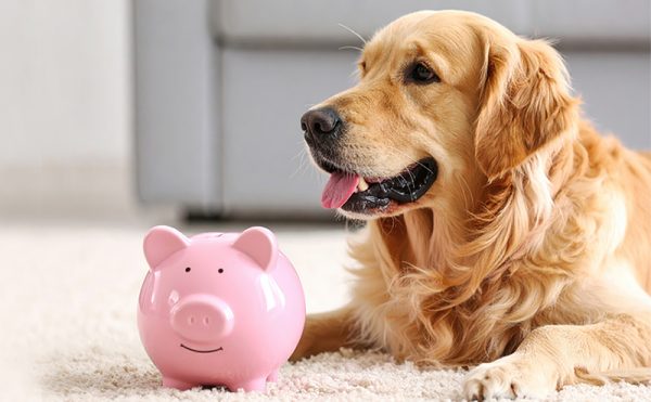 ゴールデンレトリーバーと貯金箱