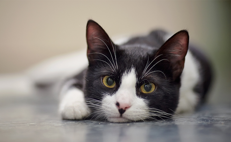 カメラを見つめるハチワレ猫