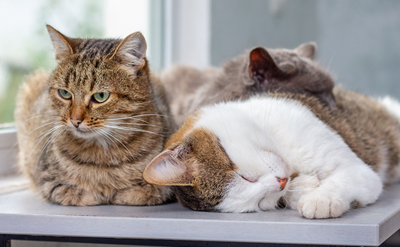 寄り添う3匹の猫