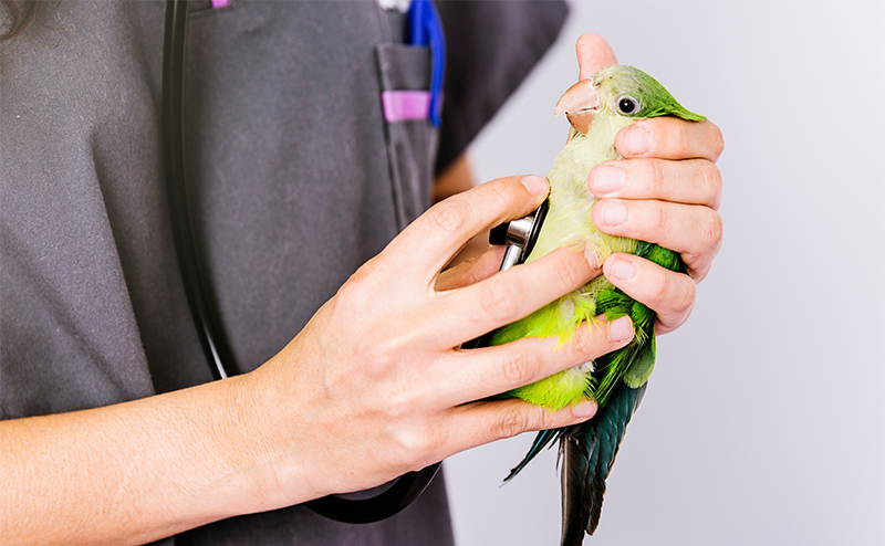 鳥類によくある病気やケガ