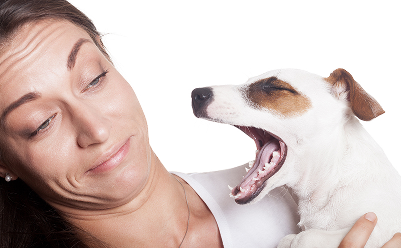 犬の歯周病の症状とは？
