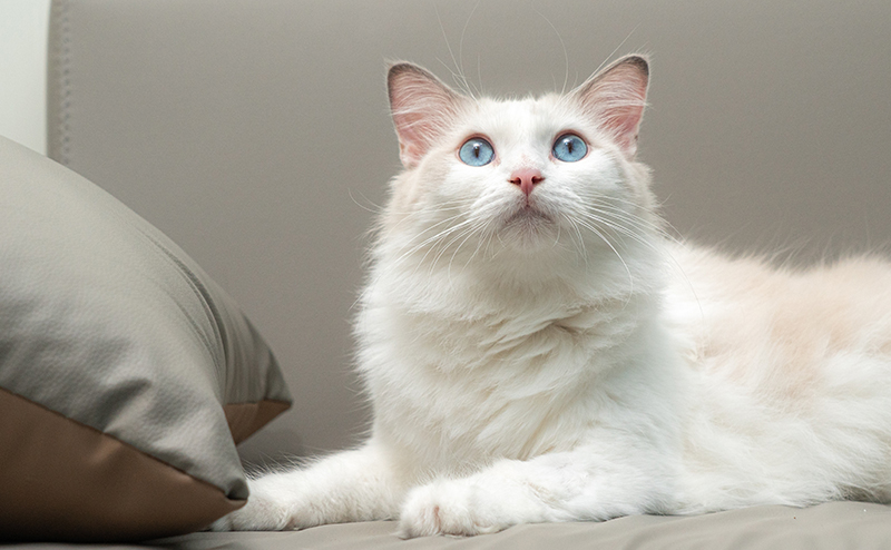 くつろぐ猫