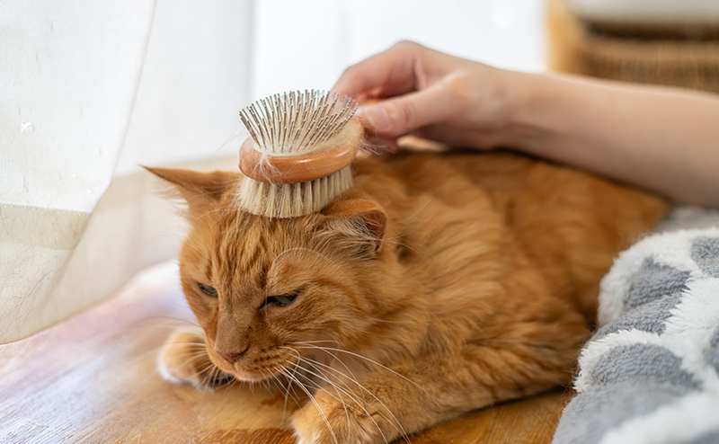 頭をブラッシングされる猫