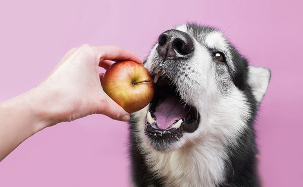 りんごを食べる犬