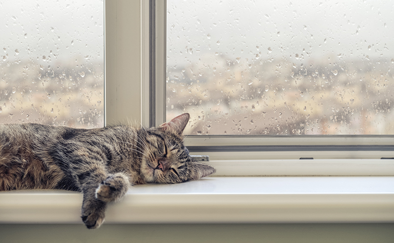 雨の日に猫はよく眠る