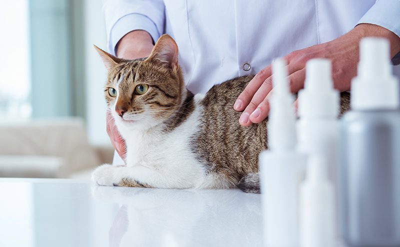 猫の便秘の診療内容とかかる治療費