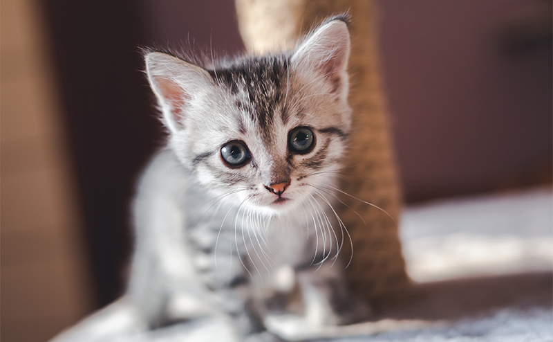 忍び寄る子猫