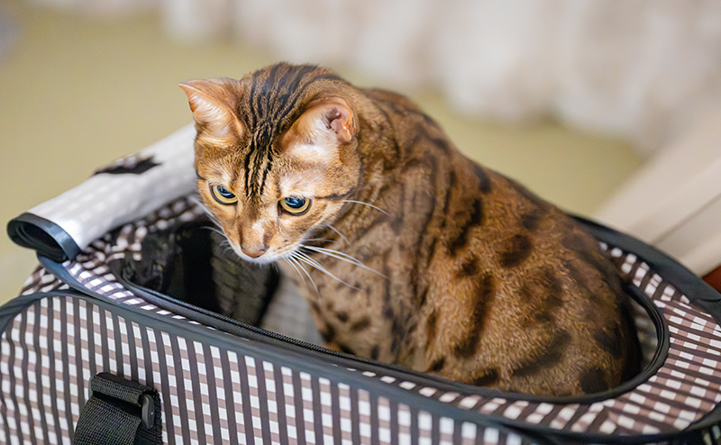 警戒する猫