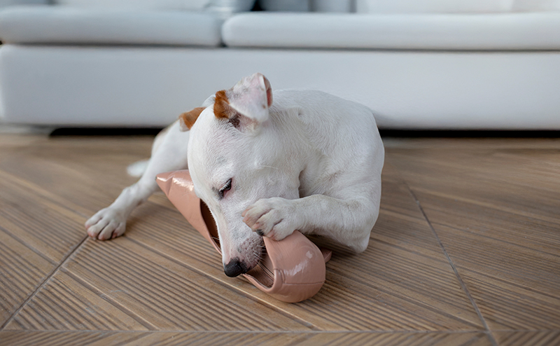 飼い主の靴にイタズラをする犬