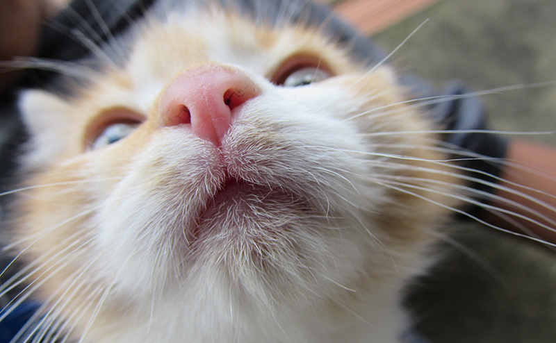 子猫のピンク色の鼻