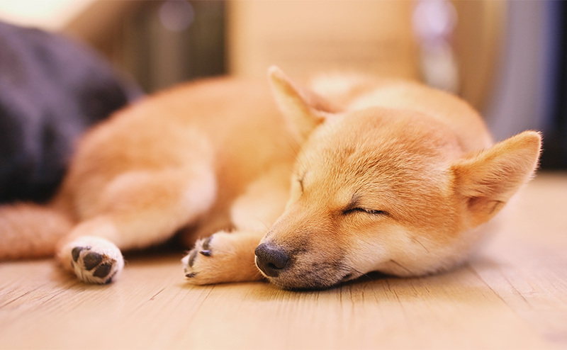 犬の皮膚炎の高額治療費例