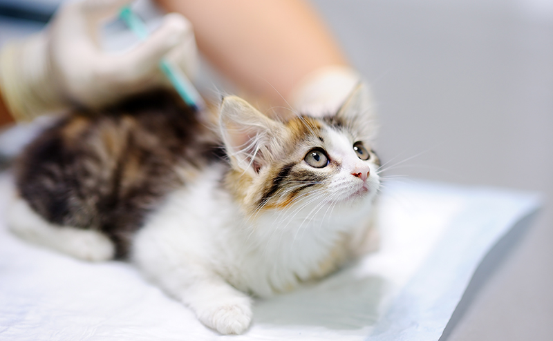 ワクチンを打たれる子猫