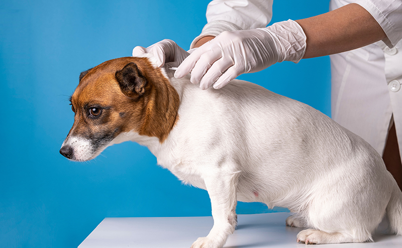動物病院で皮膚病の検査を受ける犬